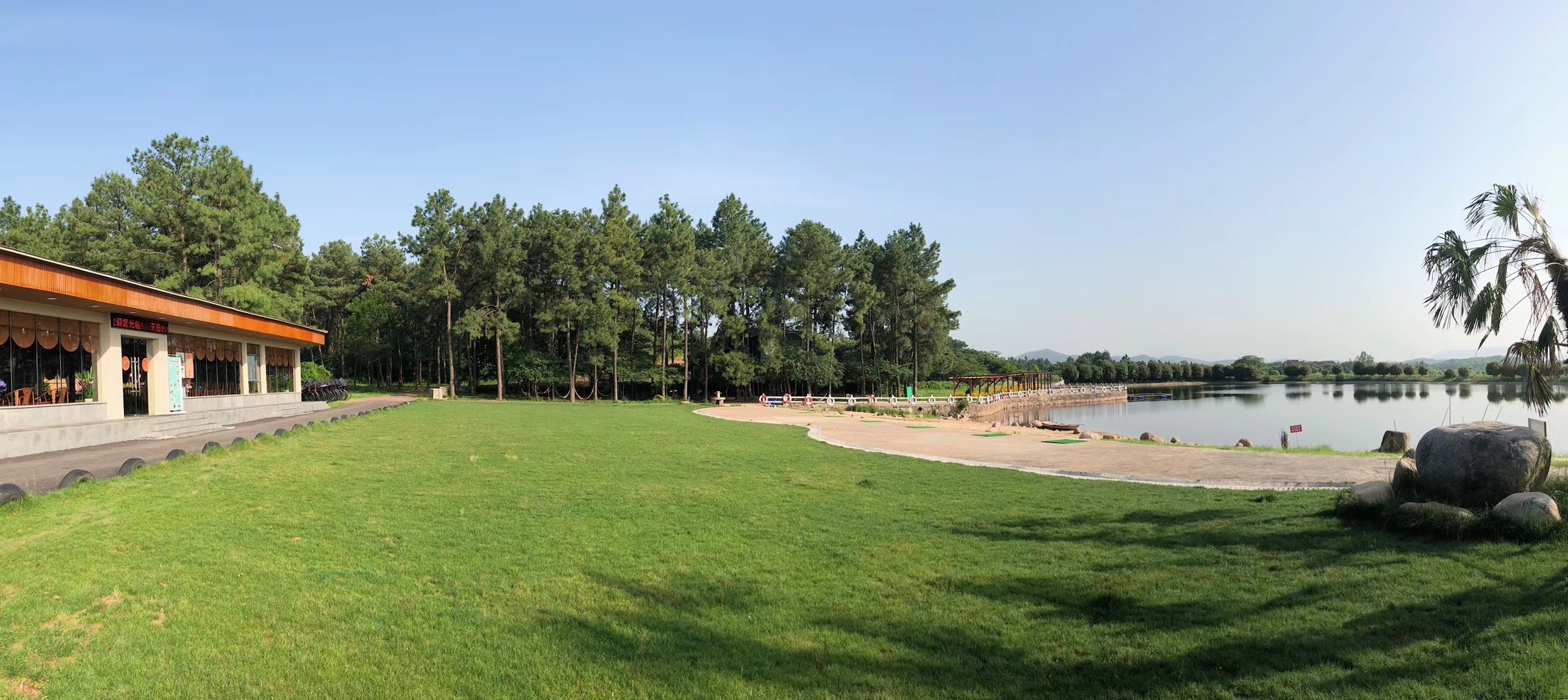 茶歇松树林全景